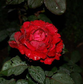 Троянда 4 вітрів (Ля роз де Катрэ Вен)/(La Rose des 4 Vents) Флорибунда, фото 2