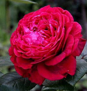 Троянда 4 вітрів (Ля роз де Катрэ Вен)/(La Rose des 4 Vents) Флорибунда, фото 2
