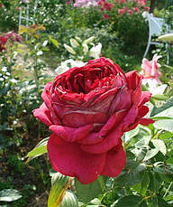 Троянда 4 вітрів (Ля роз де Катрэ Вен)/(La Rose des 4 Vents) Флорибунда, фото 2
