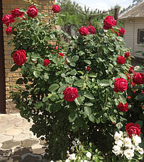 Троянда 4 вітрів (Ля роз де Катрэ Вен)/(La Rose des 4 Vents) Флорибунда, фото 3