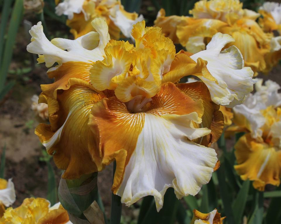 Ірис Why Be Normal Вай Бі Нормал (Johnson 2014) (саджанці), фото 1