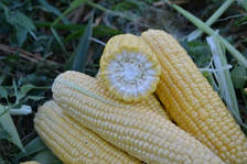 Форвард (1709) F1 кукурудза цукрова 2500нас. Lark Seeds