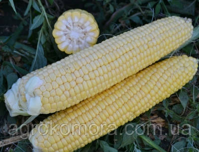 1525 F1 кукурудза цукрова 25000нас. Lark Seeds