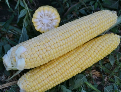 Страйк 1525 F1 кукурудза цукрова 25000нас. Lark Seeds, фото 1