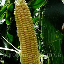 Санрайз F1 кукурудза цукрова 5000нас. Agri Zaten