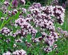 БАЖ Материнка (Origanum vulgare), фото 4