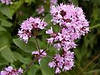 БАЖ Материнка (Origanum vulgare), фото 5