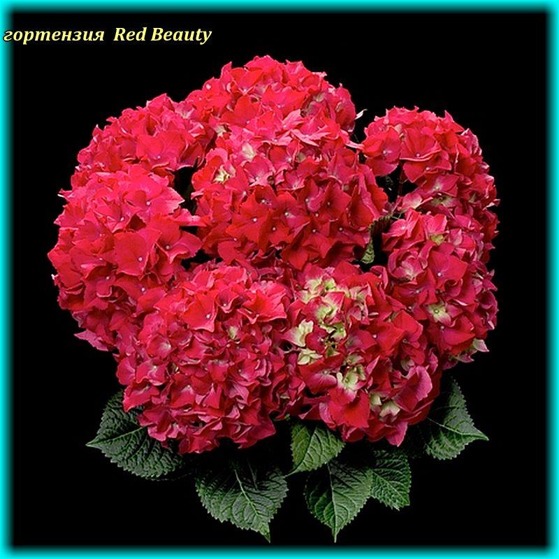 Гортензія великолиста Red Beauty (Ред Б'юті) 2 рік