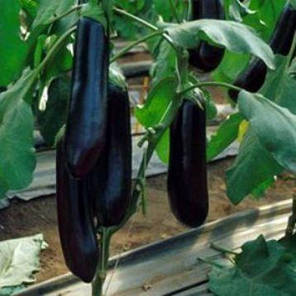 Насіння Баклажан ранній KS 4804 F1, 250 насіння Kitano Seeds, фото 4