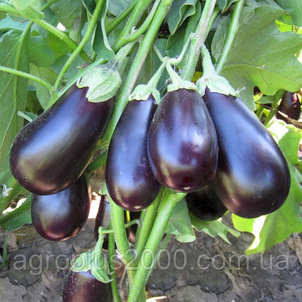 Насіння Баклажан кистьовий Прадо F1, 250 насіння Kitano Seeds, фото 1