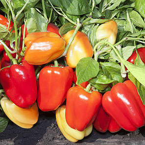 Насіння Перець солодкий KS 3115 F1, 100 насіння Kitano Seeds, фото 2