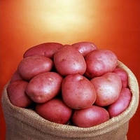 Семенной картофель Ромео сорт среднеспелый лежкий крупный устойчивый к вирусам класс 1Р ф 35 - 55 мм Голландия