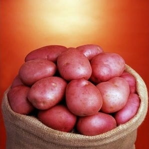 Семенной картофель Ромео сорт среднеспелый лежкий крупный устойчивый к вирусам класс 1Р ф 35 - 55 мм Голландия - фото 1 - id-p840670028