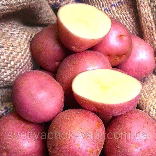 Картопля Інфініті сорт ранній урожайний стійкий до засуха та хвороб лежачий клас 1Р ф 35-55 мм Голландія