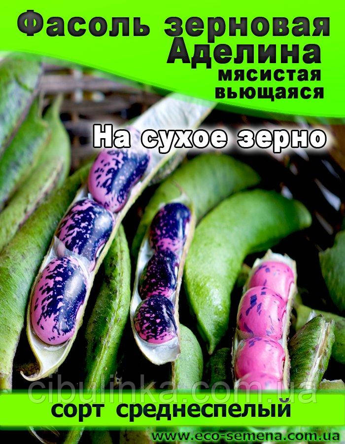 Насіння Фасоль зернова Аделіна/1 кг