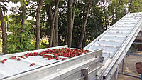 Конвейеры ленточные для сортировки ягод, а также для их сушки после моечной машины
