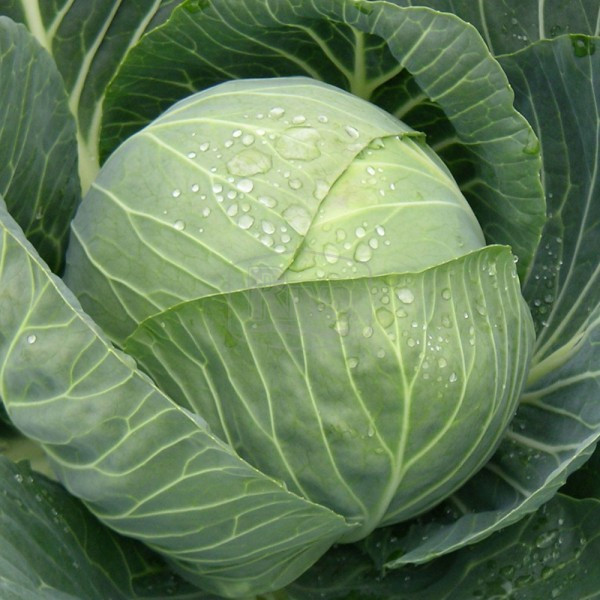 Семена капусты ранней Рапидион F1 (2500 семян) Rapidion F1 Seminis ...