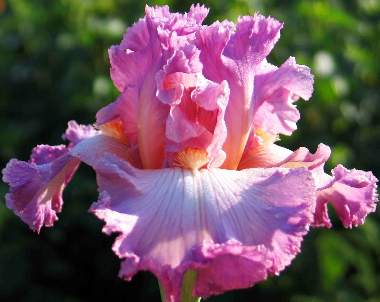 Ирис Social Graces Соушл Грейсез (Keppel 2000) (саженцы), фото 1