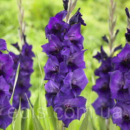 Гладіолус Purple Flora 3 цибулини 10/12, фото 1