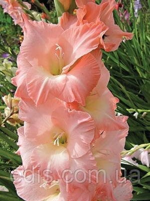 Гладіолус Rose Supreme 3 шт./уп., великоквітковий