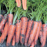 Семена моркови Канада F1, (25 000 сем. 2,0-2,2 мм) Bejo