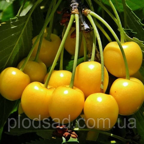 Черешня Дрогана жовта