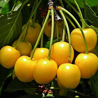 Черешня Дрогана жовта