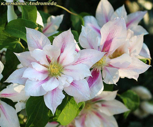 Клематис Andromeda(Андромеда), цена 170 грн — Prom.ua (ID#841029593)