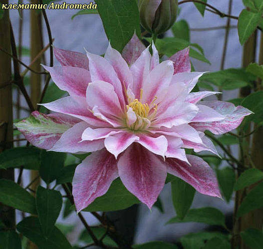 Клематис Andromeda(Андромеда), цена 170 грн — Prom.ua (ID#841029593)