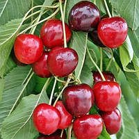 Черешня Талісман