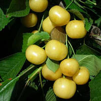 Черешня Дачниця