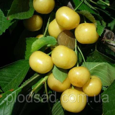 Черешня Дачниця