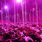 Який спектр для підсвічування рослин вибрати? Повний (широкий) спектр або біколор (червоно-синій)?