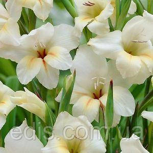 Гладіолус nanus Halley мініатюрний, 3 цибулини/уп.