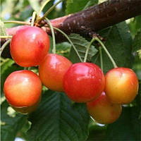 Черешня Донецька Красуня