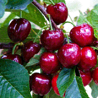 Черешня Світхарт