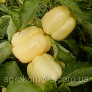 Оїда F1 перець 250нас Clause, фото 1