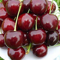 Черешня Феровія