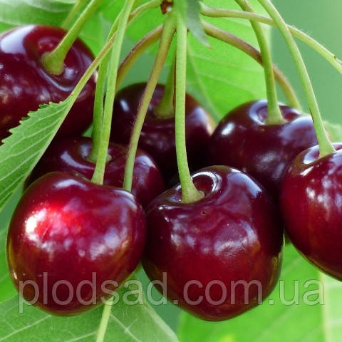 Черешня Вера