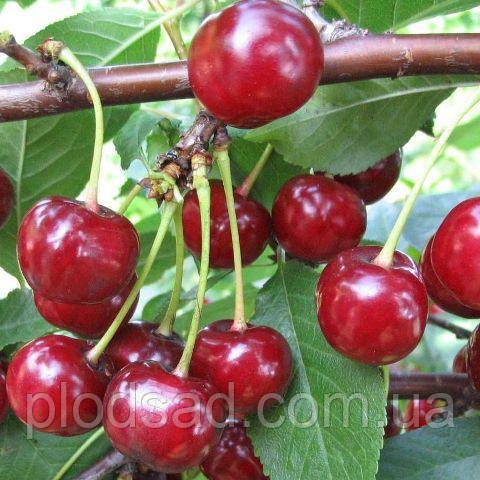 Черешня Каталін