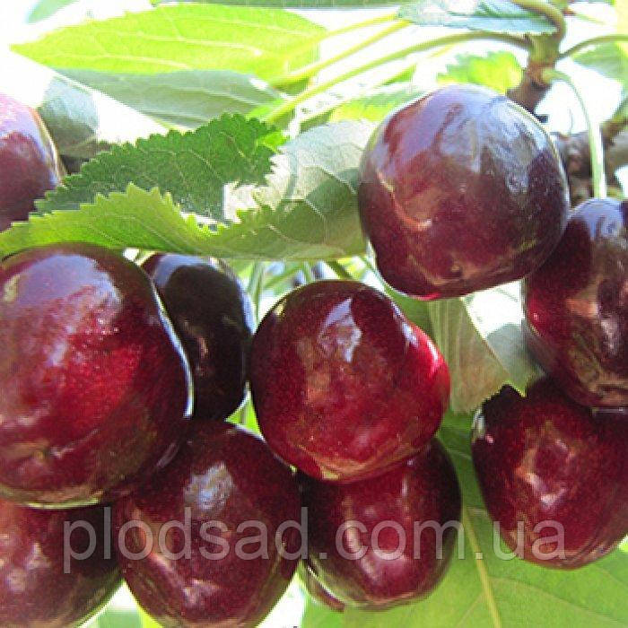 Черешня Гермередорфска