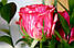 Яскрава троянда Pink Intuition (Пінк Интуишн) оптом, фото 3