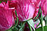 Яскрава троянда Pink Intuition (Пінк Интуишн) оптом, фото 4