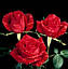 Шикарна троянда з доставкою Red Intuition (Ред интуишн) оптом, фото 6