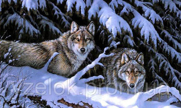 Набір алмазної вишивки "Вовки на снігу"