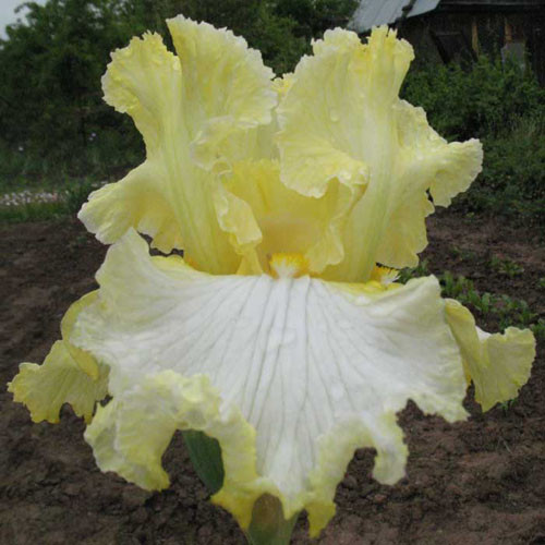 Ірис Sunshine Lace Саншайн Лэйс (Mohr 1985) (саджанці), фото 1
