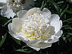 Півонія Charlies White Чарльз Уайт (кореневища), фото 2