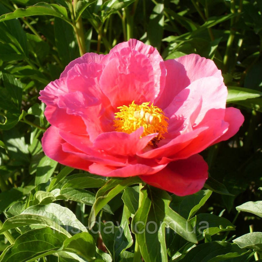 Півонія Paula Fay Паула Фей (Fay 1968) (кореневища), фото 1