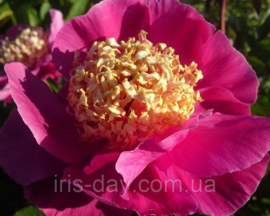 Півонія Mandarin's Coat Мандаринс Коат (Marx-Rogers, 1978, США) (кореневища), фото 1