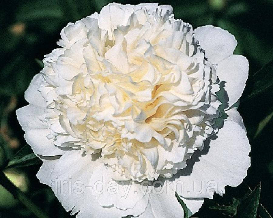 Півонія Lancaster Imp Ланкастер Імп (klehm 1987) (кореневища), фото 1